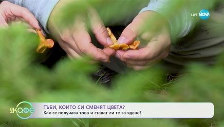 изображение на Гъби, които си сменят цвета: Как се получава това и стават ли те за ядене? - „На кафе“ (30.09.2024)