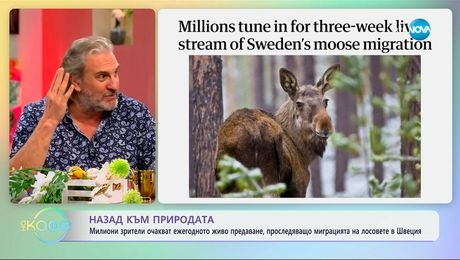 изображение на Милиони зрители очакват живото предаване, проследяващо миграцията на лосовете - „На кафе“ (17.04.2025)