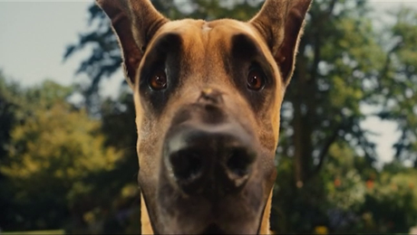 изображение на Мармадюк