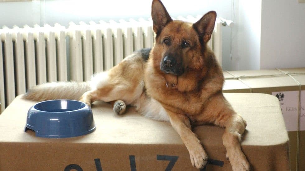 изображение на Комисар Рекс