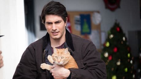 изображение на Девет котенца за Коледа