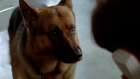 изображение на Комисар Рекс