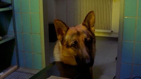 изображение на Комисар Рекс