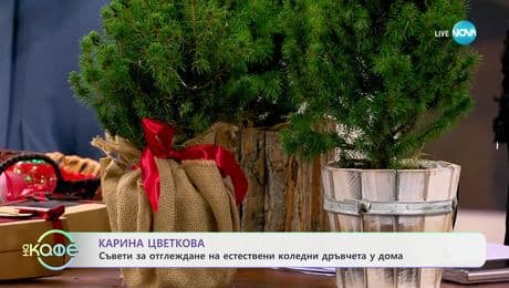 изображение на Карина Цветкова: Съвети за отглеждане на естествени коледни дръвчета у дома - „На кафе“ (03.12.2024)