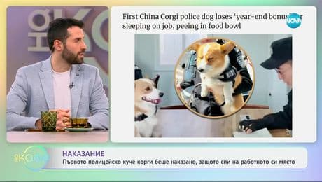 изображение на Наказание: Първото полицейско куче корги беше наказано, защото спи на работното си място - „На кафе“ (29.01.2025)
