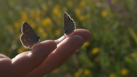 изображение на Огледало с две лица
