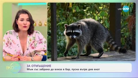 изображение на Мъж със забрана да влиза в бар, пусна вътре див енот - „На кафе“ (16.06.2025)