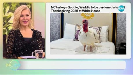 изображение на Пуйките, които ще бъдат помилвани в Америка, ще бъдат настанени в луксозен хотел - „На кафе“ (26.11.2025)