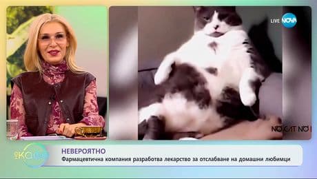 изображение на Компания разработва лекарство за отслабване на домашни любимци - „На кафе“ (04.12.2025)