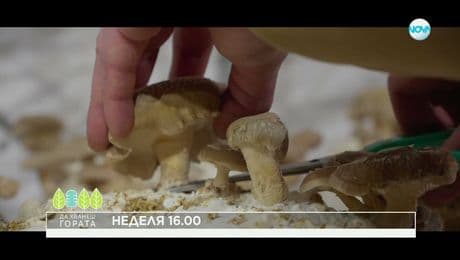 изображение на Да хванеш гората - неделя по NOVA (14.12.2025)