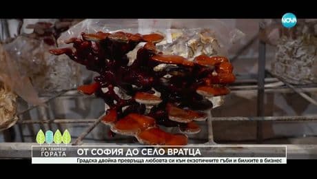 изображение на Да хванеш гората (14.12.2025)