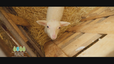 изображение на Да хванеш гората (28.12.2025)