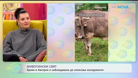 изображение на Крава в Австрия е наблюдавана да използва инструменти | На кафе | 21 януари 2026