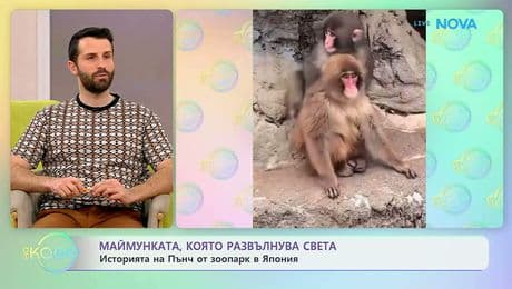 изображение на Маймунката Пънч, която развълнува света | На кафе | 23 февруари 2026