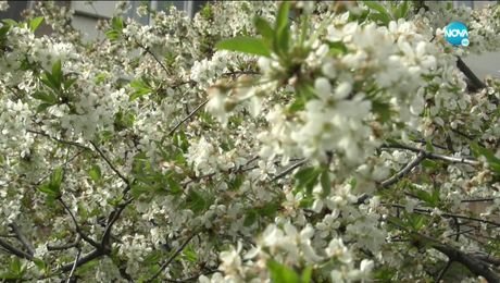 изображение на Иконостас (09.05.2021)