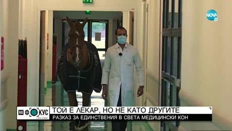 изображение на Историята на Пейо - единственият в света медицински кон