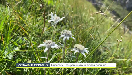 изображение на Дотам и обратно (07.12.2023)