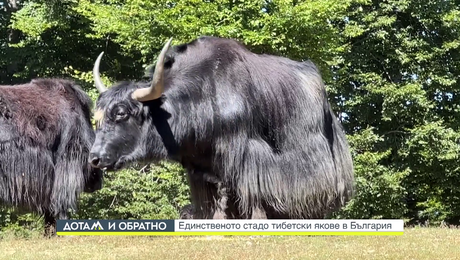 изображение на Дотам и обратно (21.12.2023)