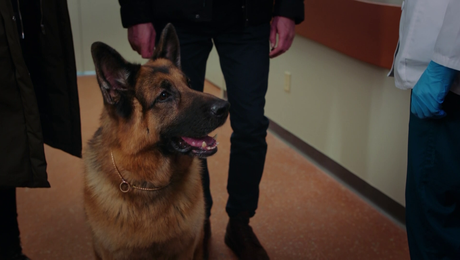 изображение на Хъдсън и Рекс