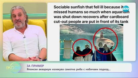 изображение на За пример: Японски аквариум излекува самотна риба - „На кафе“ (22.01.2025)