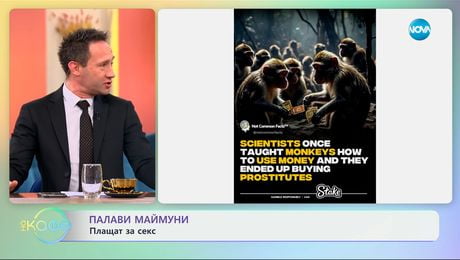 изображение на Палави маймуни: Плащат за секс - „На кафе“ (28.01.2025)