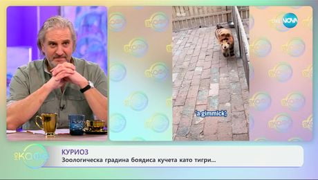 изображение на Куриоз: Зоологическа градина боядиса кучета като тигри - „На кафе“ (05.02.2025)