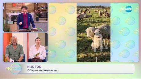 изображение на НИК ТОК: И най-забавните видеа от социалните мрежи - „На кафе“ (05.02.2025)