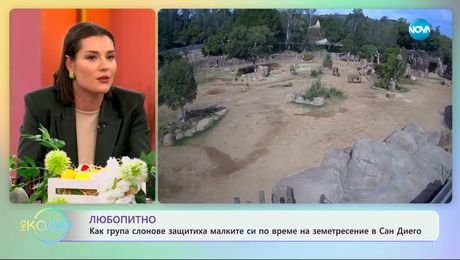 изображение на Как група слонове защитава малките си по време на земетресение в Сан Диего - „На кафе“ (18.04.2025)