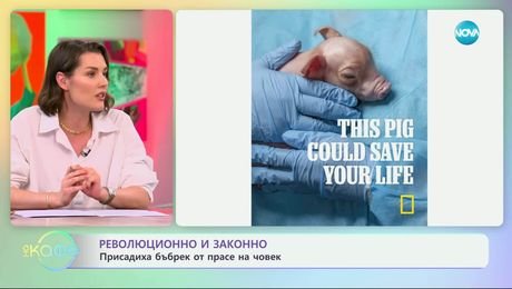 изображение на Революционно и законно: Присадиха бъбрек от прасе на човек - „На кафе“ (05.05.2025)