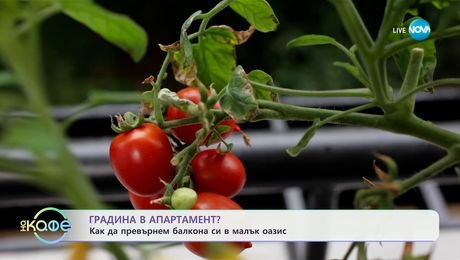 изображение на Градина в апартамент: Как да превърнем балкона си в малък оазис - „На кафе“ (15.05.2025)