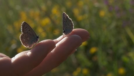 изображение на Огледало с две лица