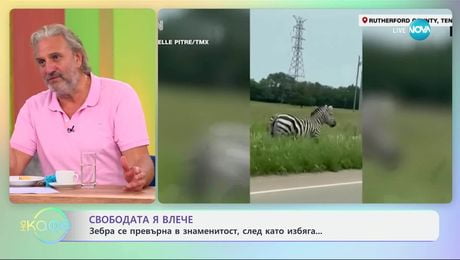 изображение на Свободата я влече: Зебра се превърна в знаменитост, след като избяга - „На кафе“ (11.06.2025)