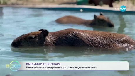 изображение на Различният зоопарк: Екосъобразно пространство за различни видове животни - „На кафе“ (18.06.2025)