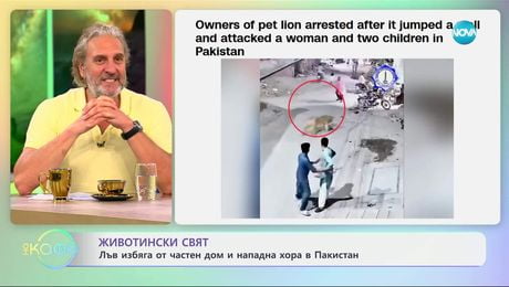 изображение на Лъв избяга от частен дом и нападна хора в Пакистан - „На кафе” (09.07.2025)