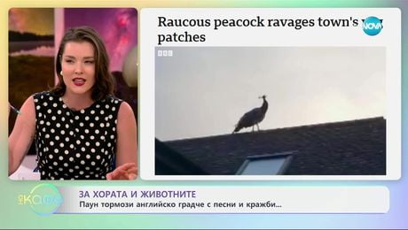 изображение на За хората и животните: Паун тормози английско градче с песни и кражби - „На кафе” (09.07.2025)