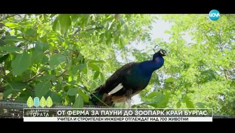 изображение на Да хванеш гората (20.07.2025)