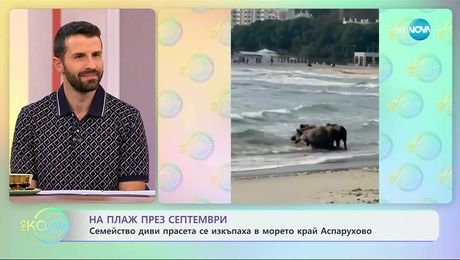 изображение на Семейство диви прасета се изкъпаха в морето край Аспарухово - „На кафе” (26.09.2025)
