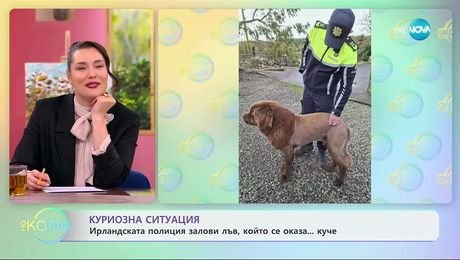 изображение на Ирландската полиция залови лъв, който се оказа... куче - „На кафе“ (06.11.2025)