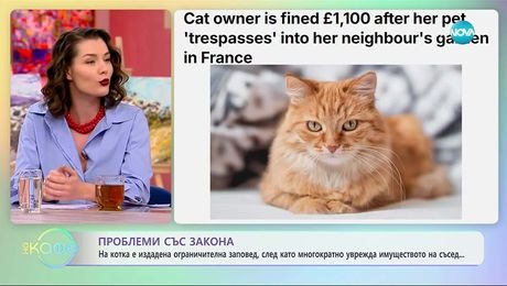изображение на На котка е издадена ограничителна заповед, след увреждане на имущество - „На кафе“ (12.11.2025)