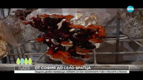 изображение на Да хванеш гората (14.12.2025)