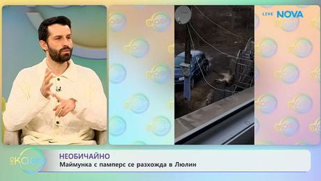 изображение на Необичайно: Маймунка с памперс се разхожда в Люлин - „На кафе“ (19.01.2026)