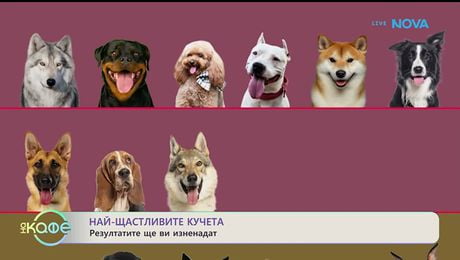 изображение на Най-щасливите кучета: Резултатите ще ви изненадат - „На кафе“ (19.01.2026)