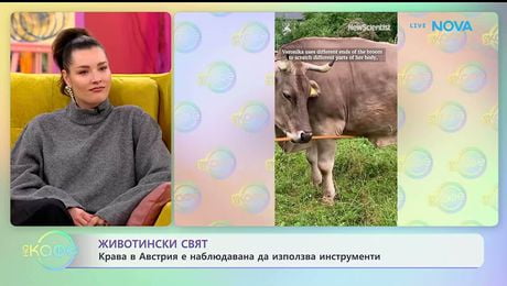 изображение на Крава в Австрия е наблюдавана да използва инструменти | На кафе | 21 януари 2026