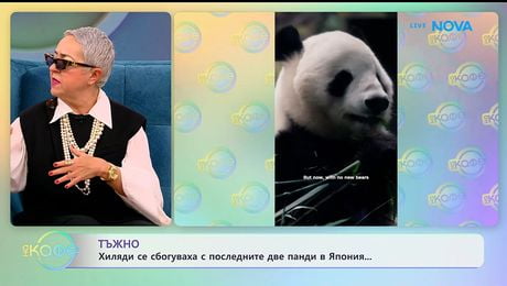 изображение на Хиляди се сбогуваха с последните 2 панди в Япония | На кафе | 28 януари 2026