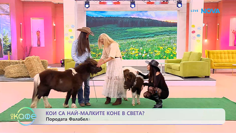 изображение на Породата Фалабела - най-малките коне в света | На кафе | 9 мар. 2026