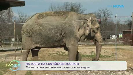 изображение на Педикюр на слонове | На кафе | 18 мар. 2026