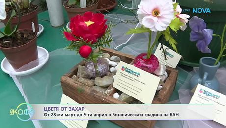 изображение на Цветя от захар: От 29 март до 9 април в Ботаническата градина на БАН | На кафе | 30 мар. 2026