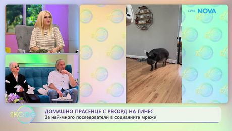 изображение на Домашно прасенце с рекорд на Гинес | На кафе | 6 апр. 2026
