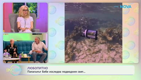 изображение на Папагалът Бебо изследва подводния свят | На кафе | 9 апр. 2026