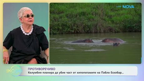 изображение на Колумбия планира да убие част от хипопотамите на Пабло Ескобар | На кафе | 15 апр. 2026